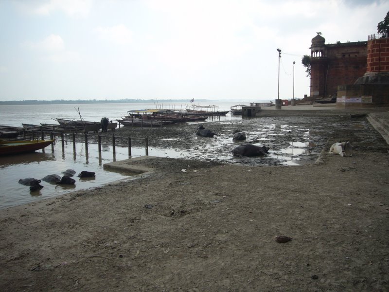 The mud pit where the buffalo hang out.